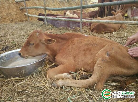 养牛人需要关注的问题牛常见病的预防和防治