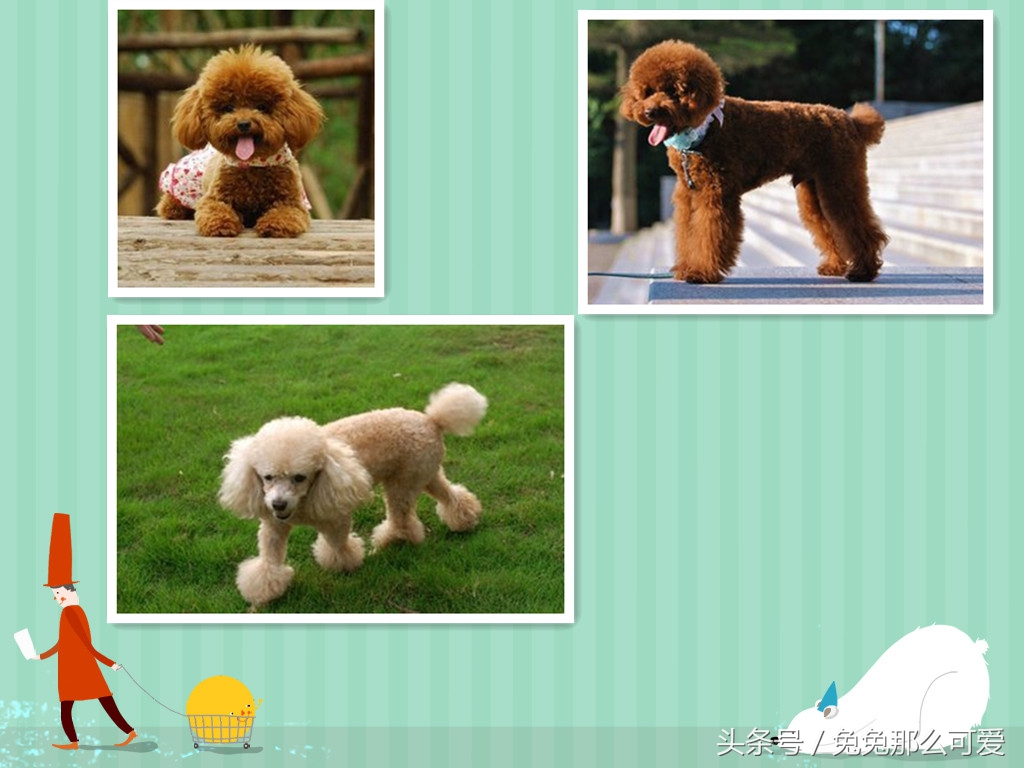 有什么常见的狗狗品种,这些不常见的狗狗品种你认识几个