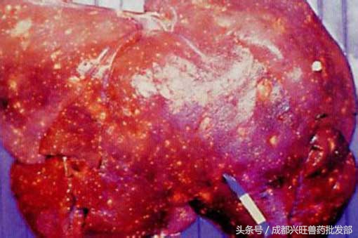 牛结核病的控制方法是,牛结核病防治技术规范