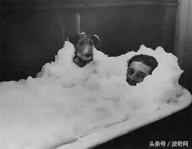 一群狗狗照片,82年的狗唯一一张的照片