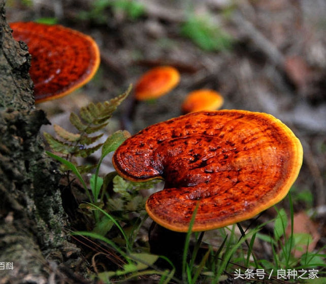 餐桌上常见的本土作物是什么,10种常见的粮食作物