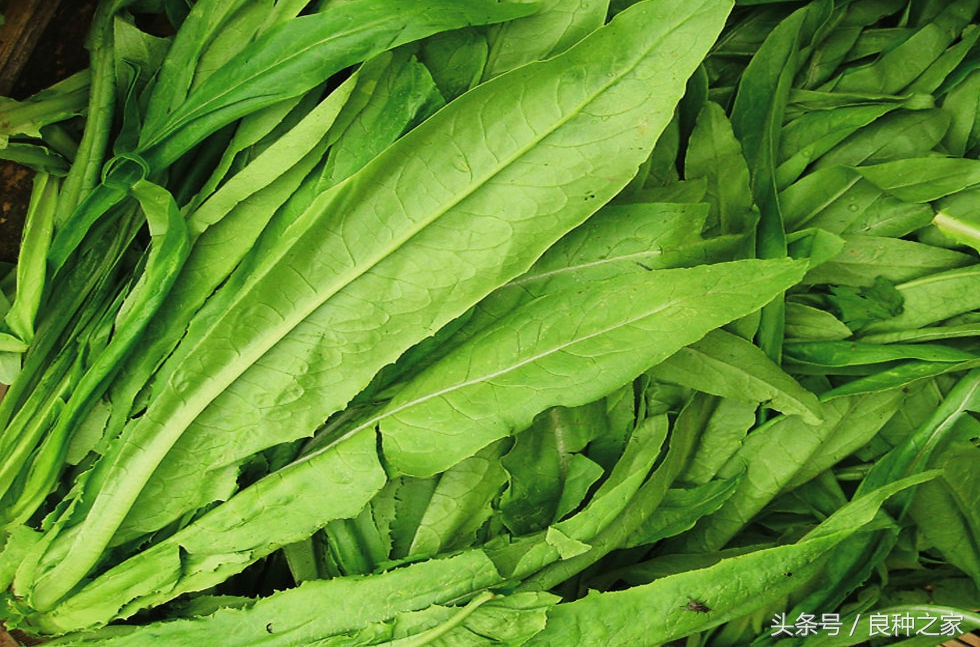 餐桌上常见的本土作物是什么,10种常见的粮食作物