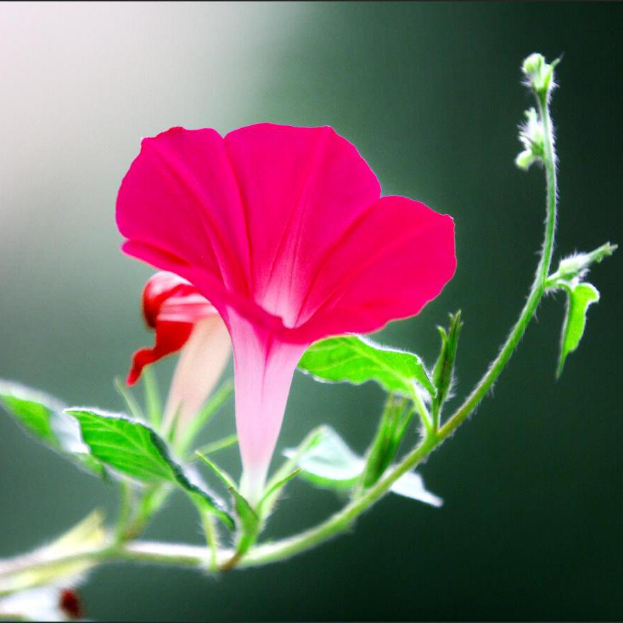 普通话绕口令跟读训练视频,练习普通话的95段绕口令