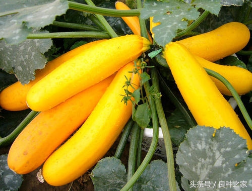 餐桌上常见的本土作物是什么,10种常见的粮食作物