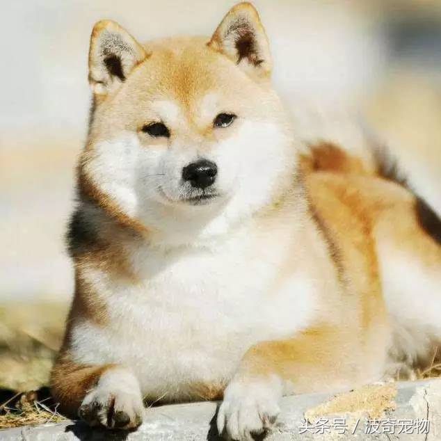 狗狗品种大全带你走进狗狗的世界,狗狗品种大全看看你认识几种