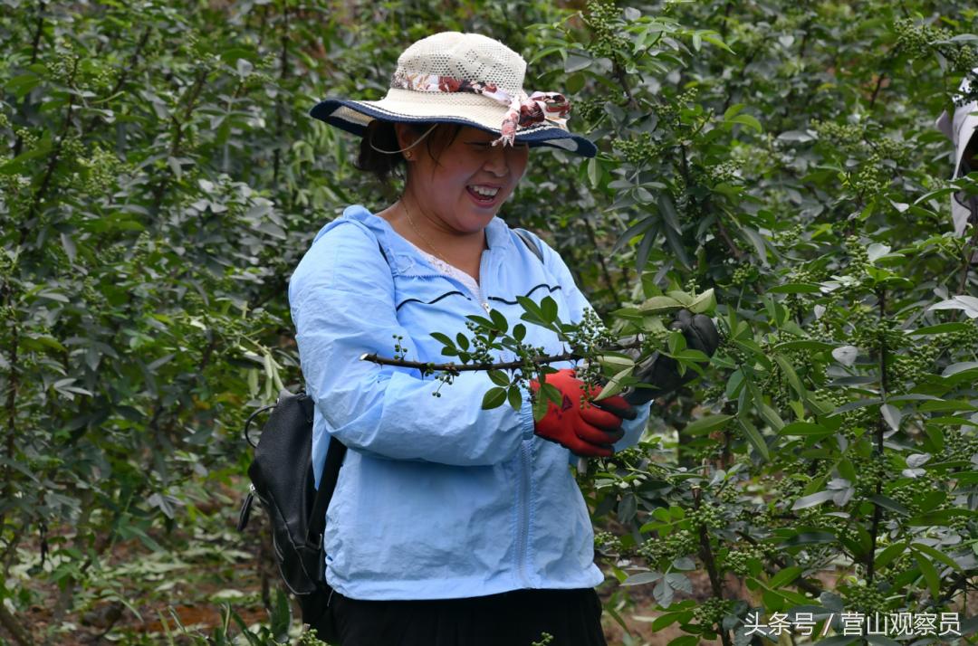 营山县老林镇众鑫泰花椒采摘,营山花椒产业园