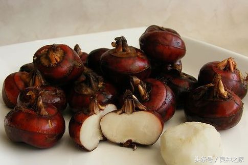 餐桌上常见的本土作物是什么,10种常见的粮食作物