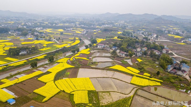 万亩花海醉游人,万亩油菜花海醉游人