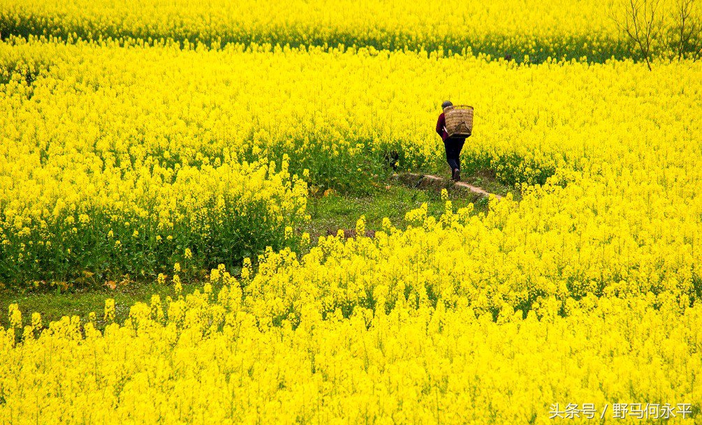 万亩花海醉游人,万亩油菜花海醉游人