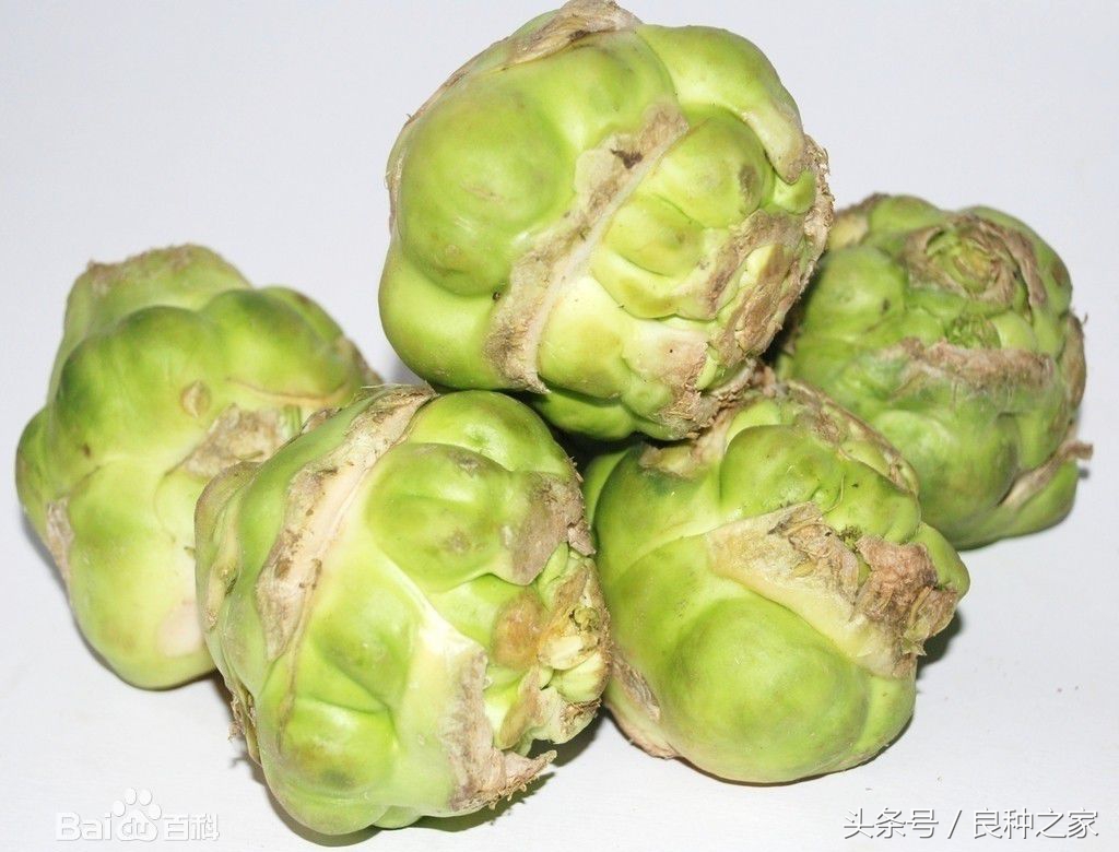 餐桌上常见的本土作物是什么,10种常见的粮食作物