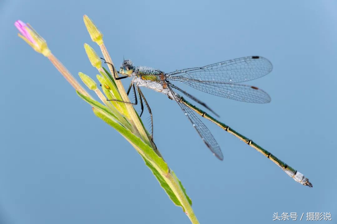 ross璇勬祴,ross娴嬭瘎