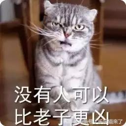 我家猫咪很害怕我怎么办,养猫咪一个月还是很凶怎么办