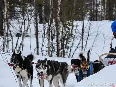 极地哈士奇雪橇,哈士奇到了北极就是狗王