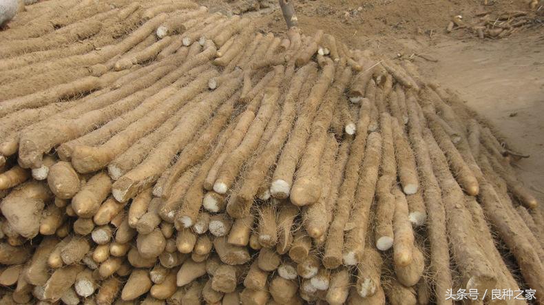 餐桌上常见的本土作物是什么,10种常见的粮食作物