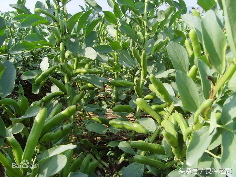 餐桌上常见的本土作物是什么,10种常见的粮食作物