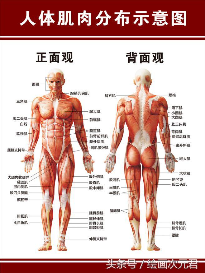 人体结构动态临摹练习册,人体结构怎么画才不僵硬