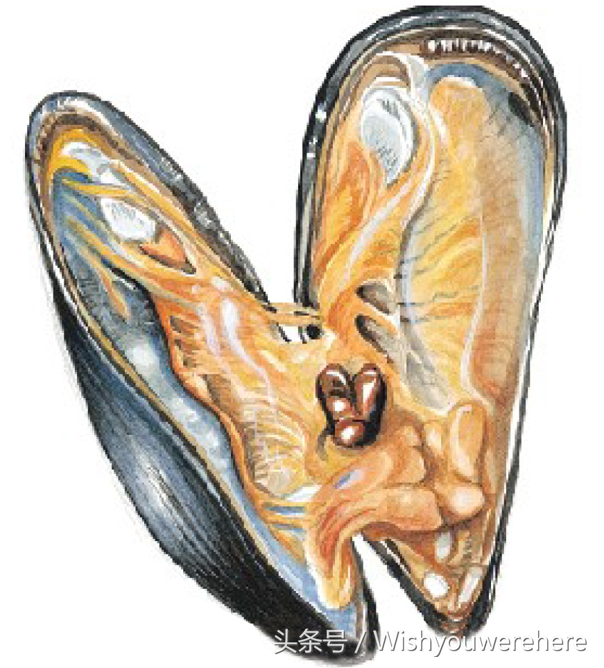 海鲜指南挪威,挪威美食海鲜大餐