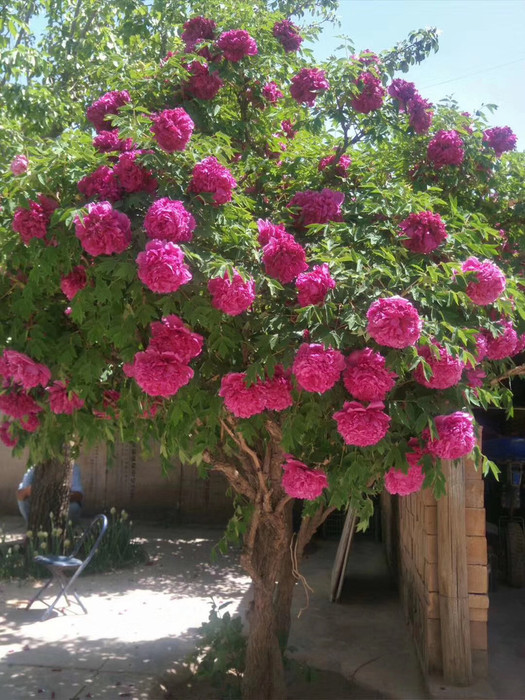 九种吉祥树越老越值钱越养越富贵,10种富贵花卉