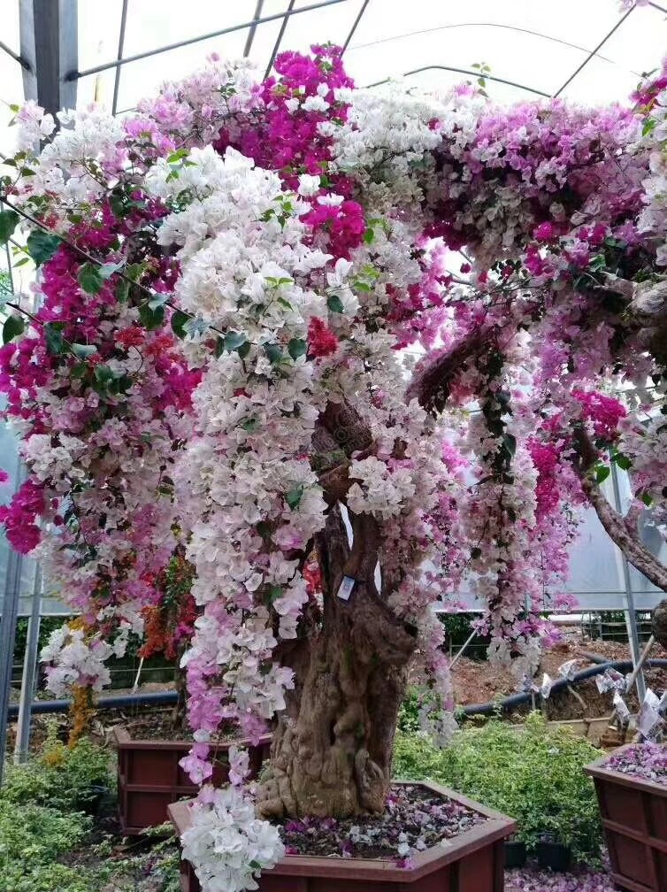 花期300天又很香好养的花适合北方,推荐几款耐寒一年四季开花的花