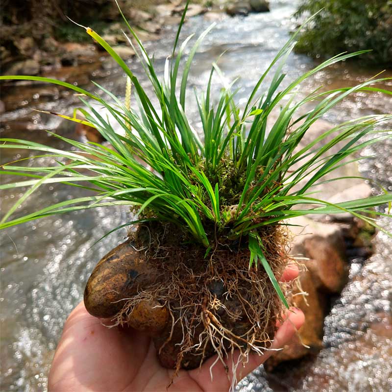 九种吉祥树越老越值钱越养越富贵,10种富贵花卉