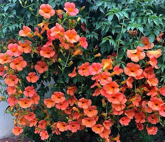 6种超有气质且唯美的爬藤花,3种极品爬藤花30天爬满庭院农村