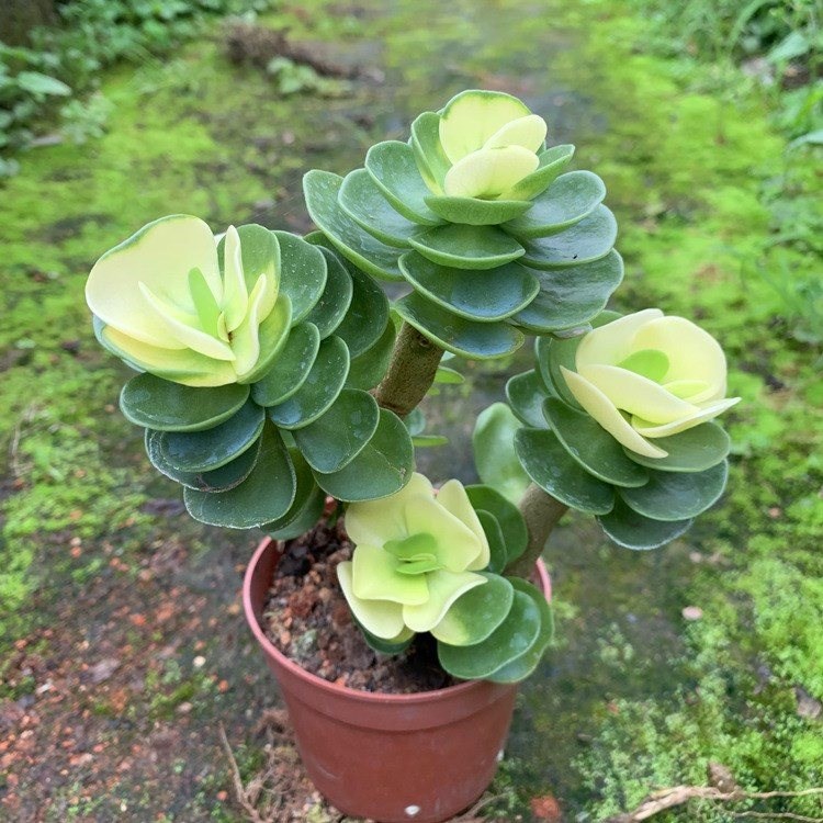 有招财守财寓意的花,招财纳财的花