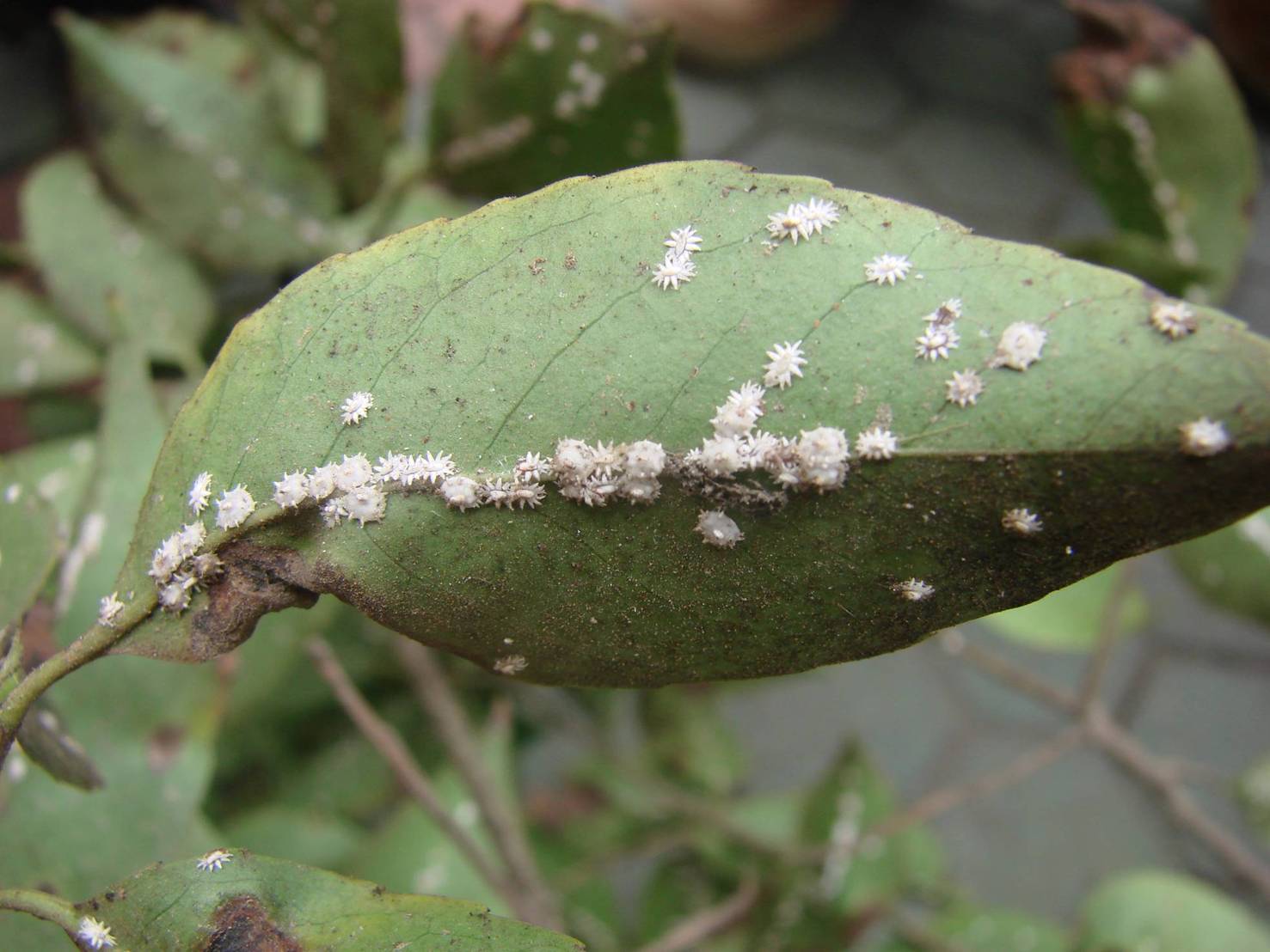 养花得了蚜虫蚧壳虫小黑飞,水里“加点它”,统统“灭干净”
