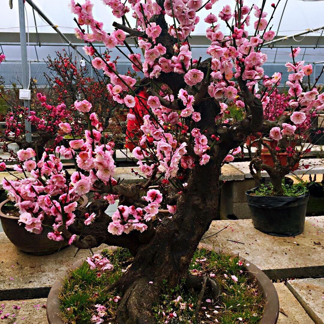 什么花高档大气好养,好养高大上漂亮有寓意的花