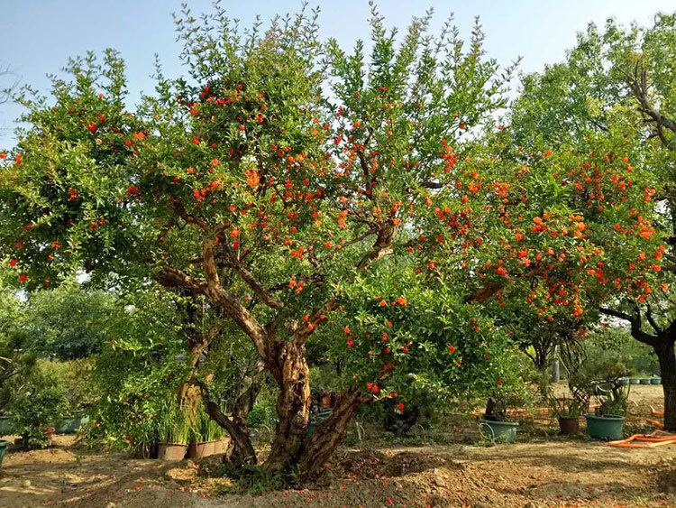 石榴树的种植技术要点,石榴树的种植技巧视频播放