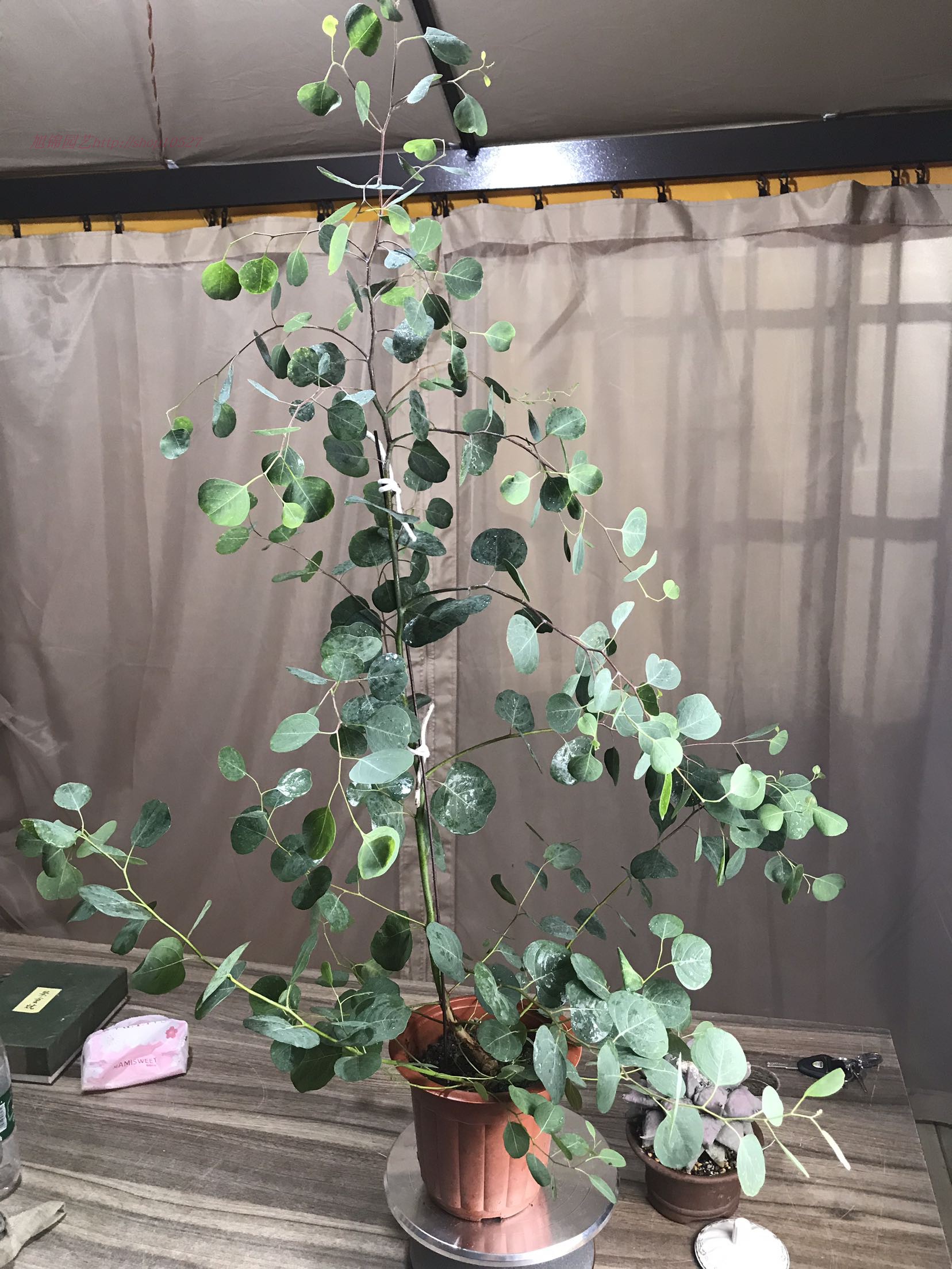 屋里烟味大养什么植物,家里最忌讳养的植物