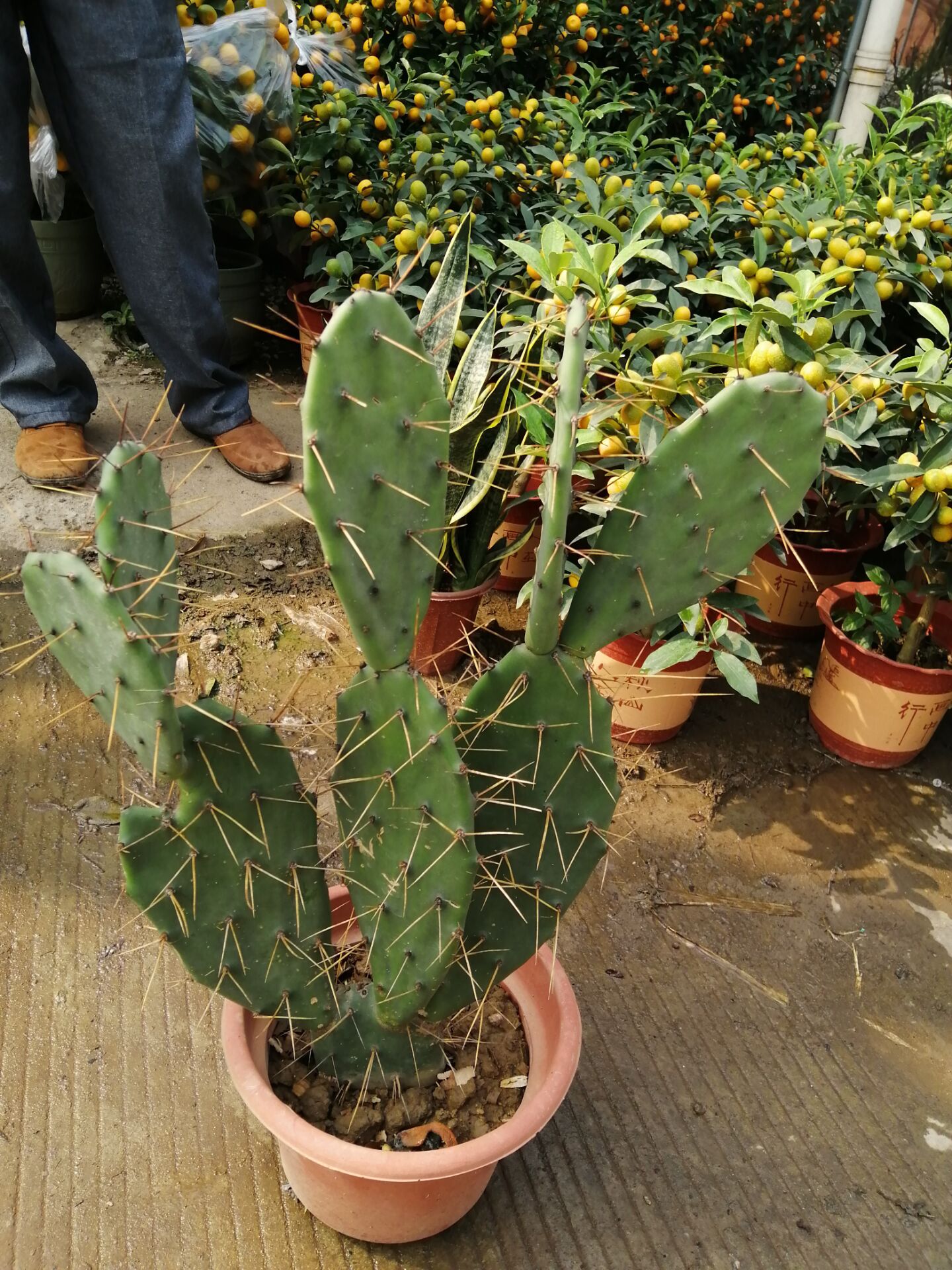 仙人掌长成火龙果球,仙人掌长出火龙果过程