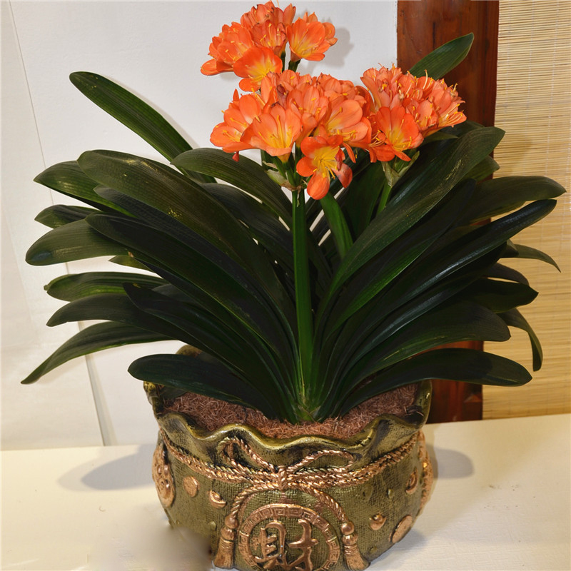 什么花高档大气好养,好养高大上漂亮有寓意的花