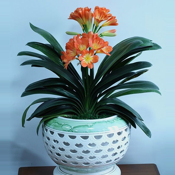 越养越吉利的三种花有哪些,玫瑰花老桩用大盆还是小盆栽培