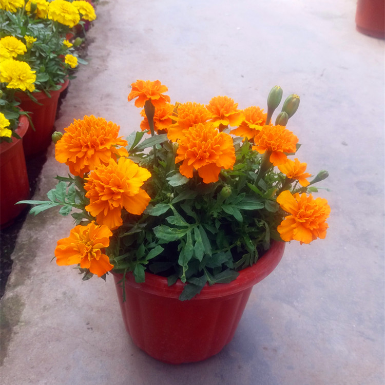 屋里烟味大养什么植物,家里最忌讳养的植物