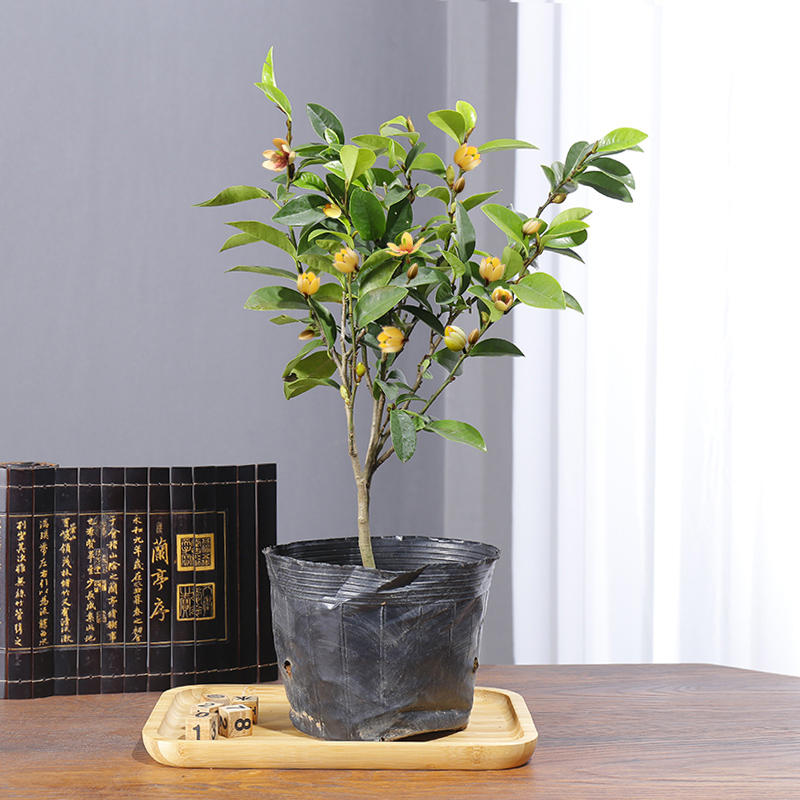 又香又适合阳台养的花,什么带香味的花室内养好看