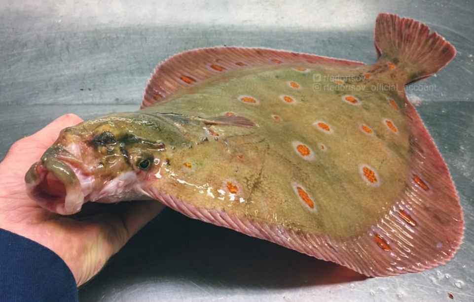 条斑星鲽工厂化养殖技术,星斑川鲽的营养价值