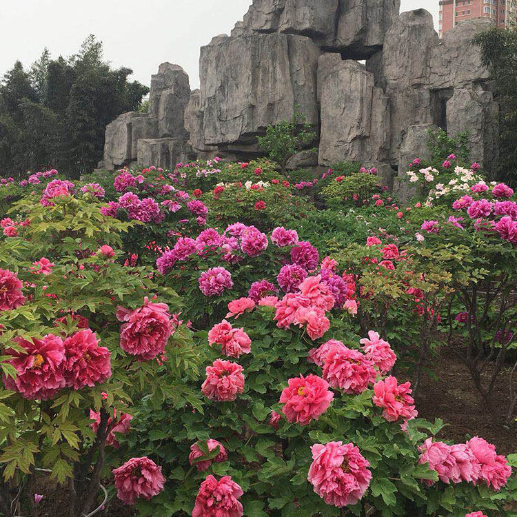 富贵花金玉满堂怎么栽培,6种长寿花能活一百年漂亮又吉利