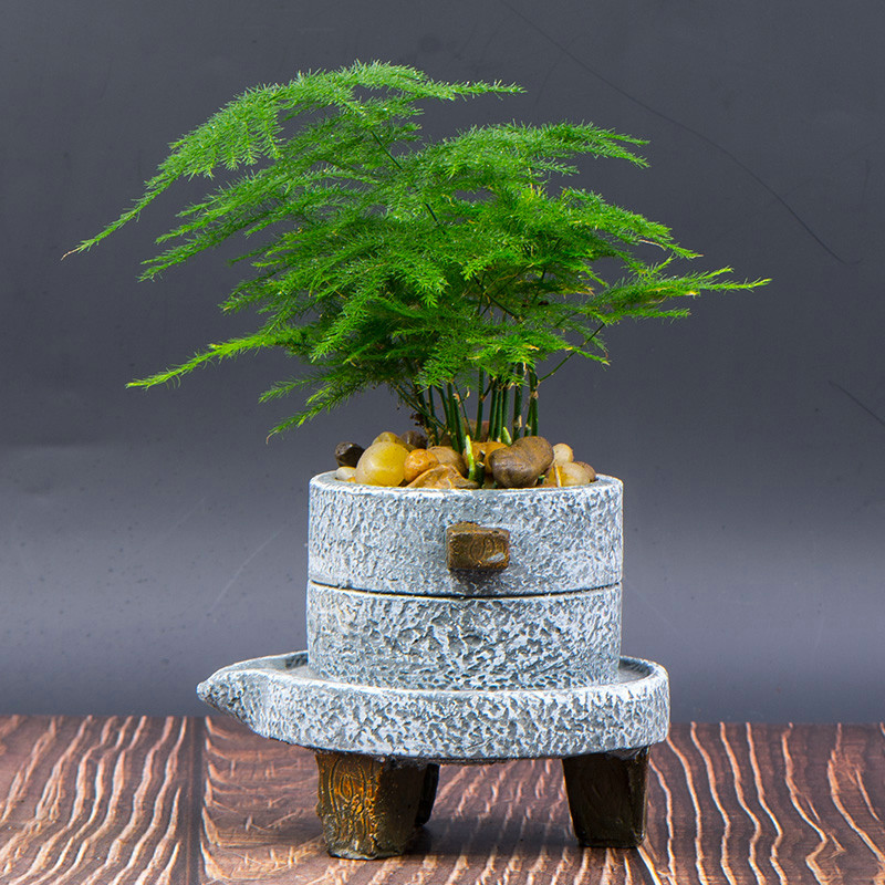 老人说三种花不吉利,这5种花适合老人养健康又长寿