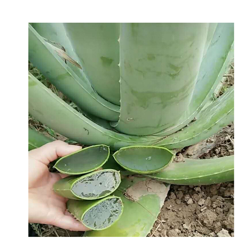 越养越吉利的三种花有哪些,家里养的吉利花有哪些