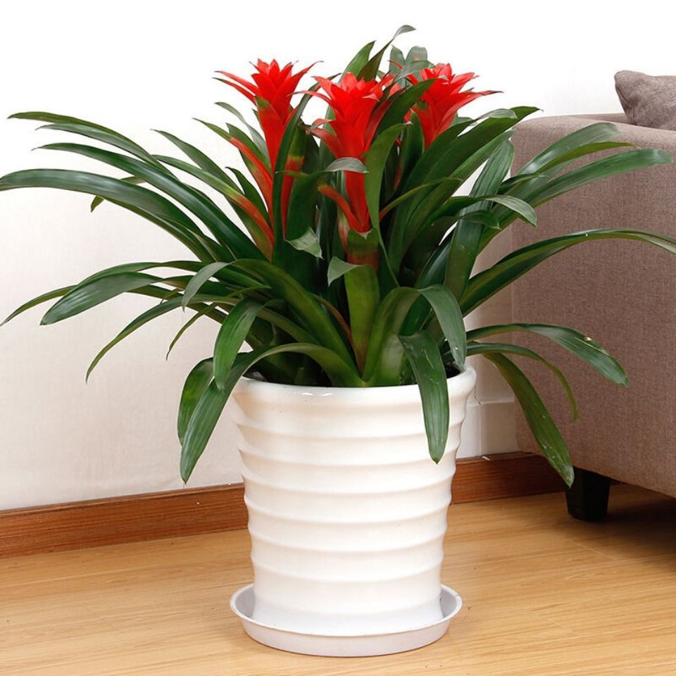 家里的花别瞎养5种招财开运花,室内放什么花转运