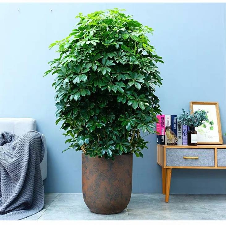 家里养哪五种开的旺宅花,什么花放客厅最旺宅