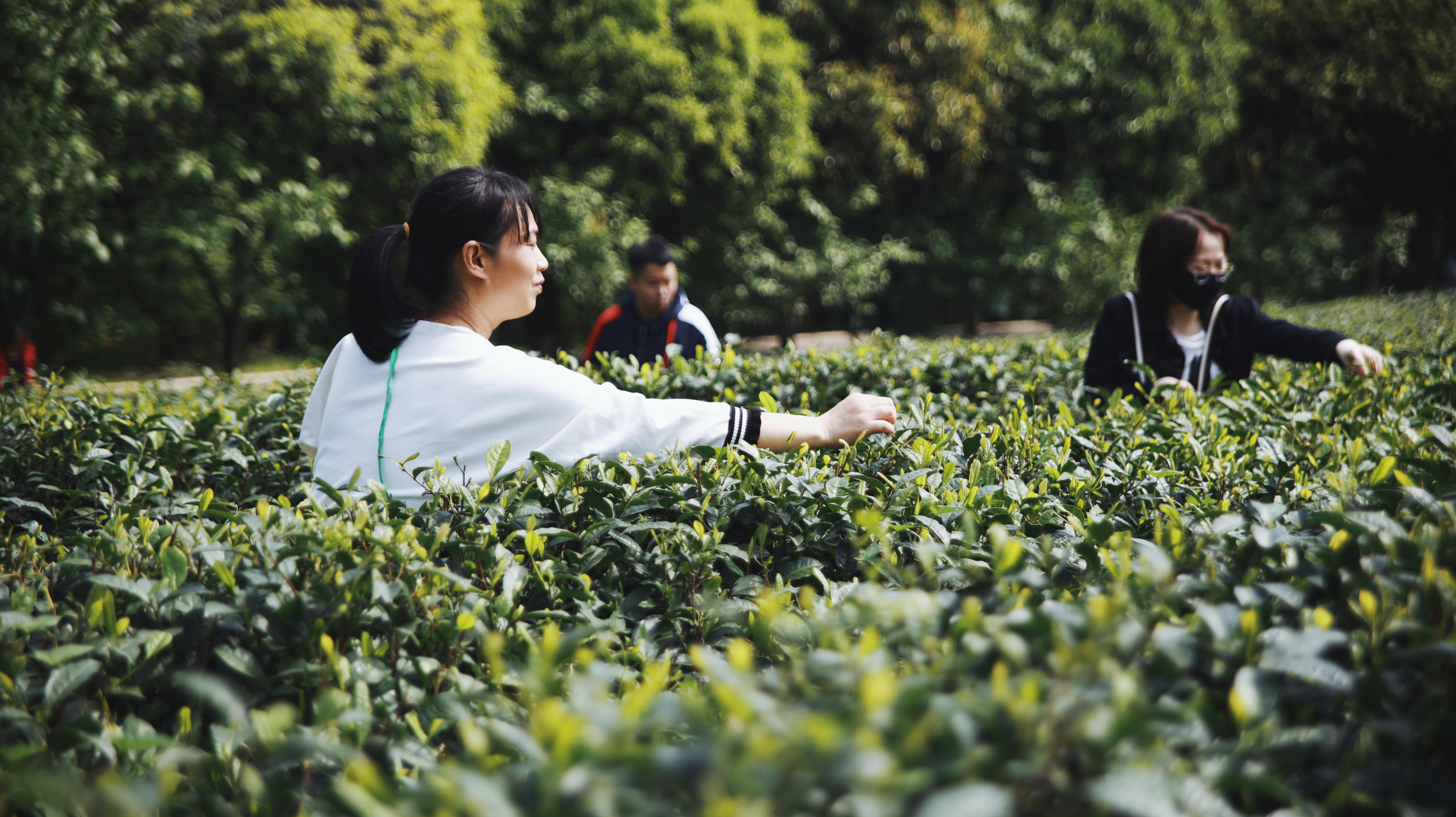 沃尔沃汽车之旅,沃尔沃汽车创享之旅