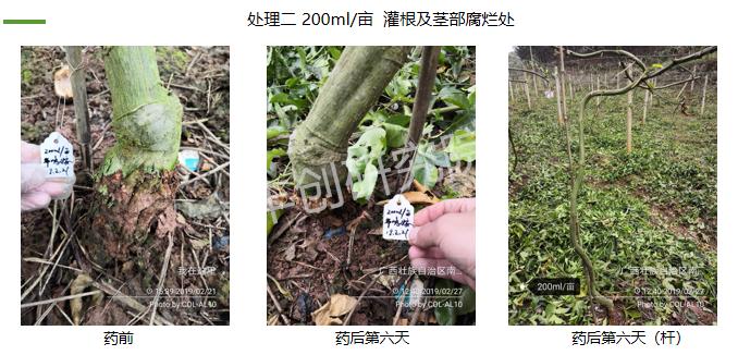 百香果苗黄化枯萎的原因,百香果苗为什么前段干枯