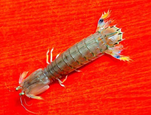 三亚火车头海鲜批发市场,三亚万人火车头海鲜广场