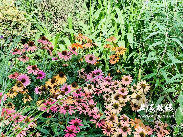 魔都100：藏在静安市中心最袖珍的公园重温老上海的儿时记忆