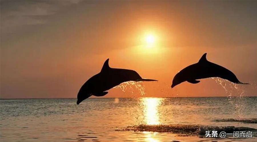 寓言的警示:网大就会捕的鱼多吗?别陷入追逐者的怪圈