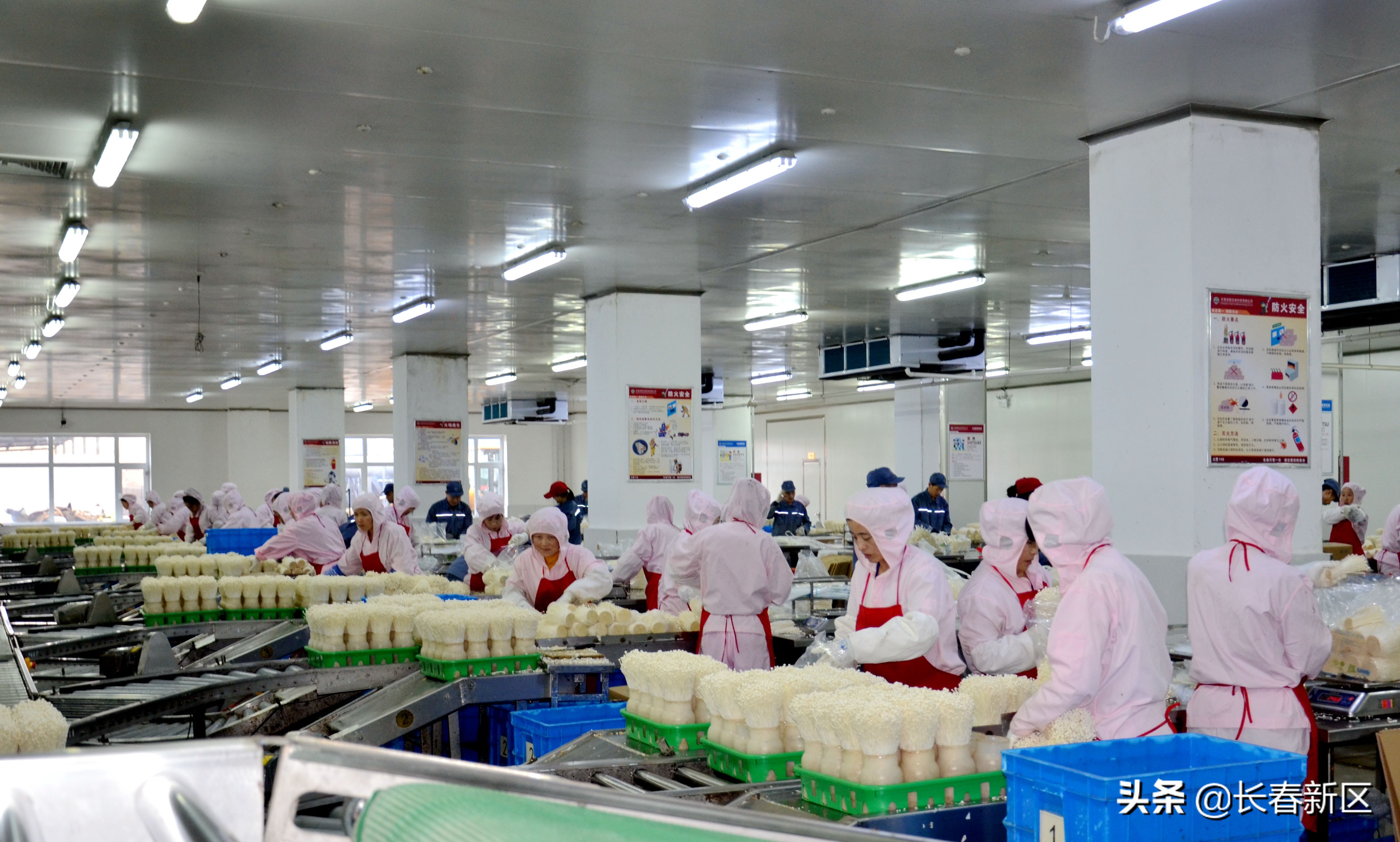 长春新区重点企业巡礼——长春高榕生物科技有限公司：深耕食用菌产业用科技还原生态之美