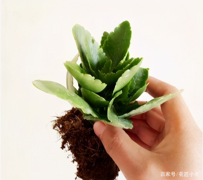 长寿花不好养怎么回事,长寿花一般怎么养才好