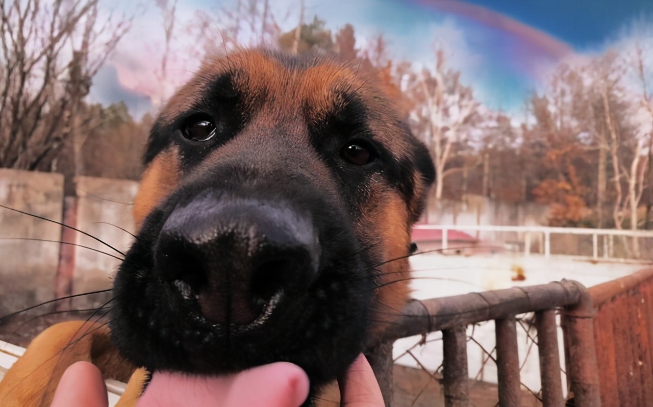 要不要让小狗生宝宝,该不该让狗生小孩