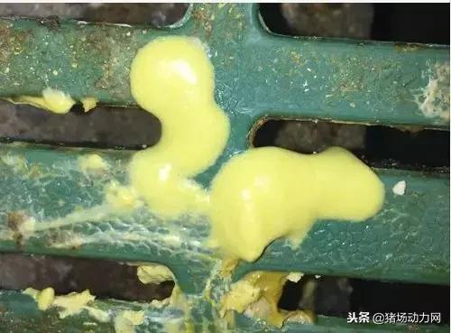 哺乳仔猪球虫的治疗方法,怎么判断仔猪是球虫拉稀